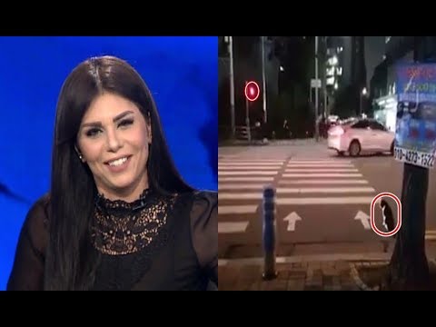 الحياة اليوم قطة تحترم إشارة المرور في الشارع وتعليق كوميدي من نهاوند سري أتمنى نبقى زي القطة