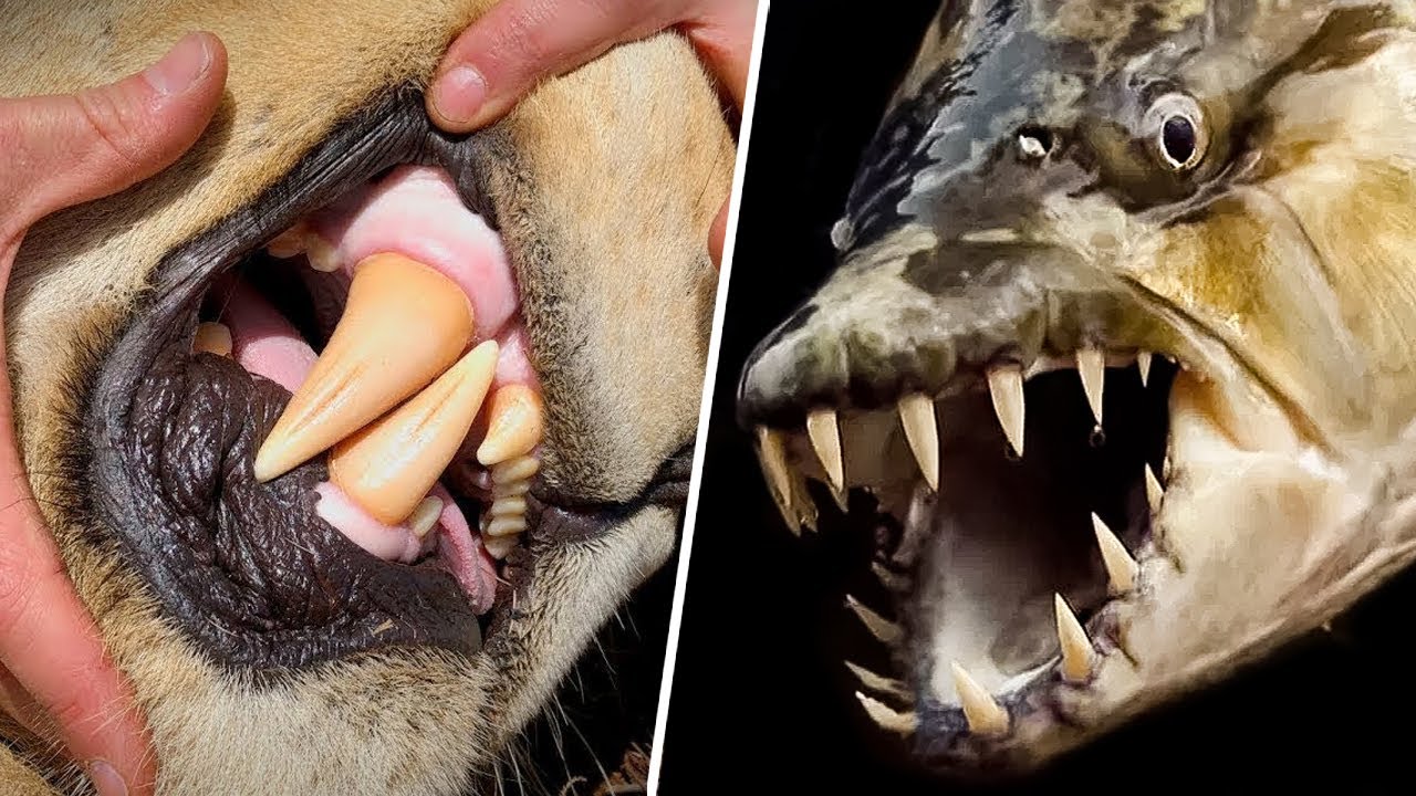 10 Animals With The Biggest Teeth on Earth YouTube