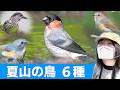 ウソ登場!夏山は鳥がいっぱい♪【野鳥撮影vlog】