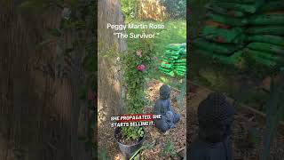 The Peggy Martin Rose is more than a climber, shes a survivor ##peggymartinrose #gardening #rose