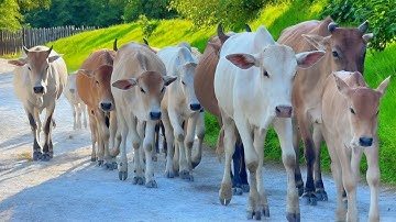 Suara Sapi Moo Saat pulang ke kandang, menjemput sapi lembu jinak di ladang untuk pulang, sapi lucu
