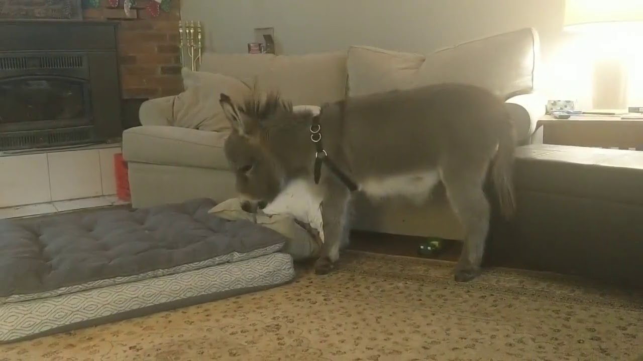 fusionere Arrangement lørdag Tiny Tim The Donkey Goes Night Night - YouTube