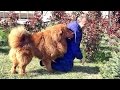 С Галсаном шутки плохи! Тибетский Мастиф 2 года. Male Tibetan Mastiff 2 years.