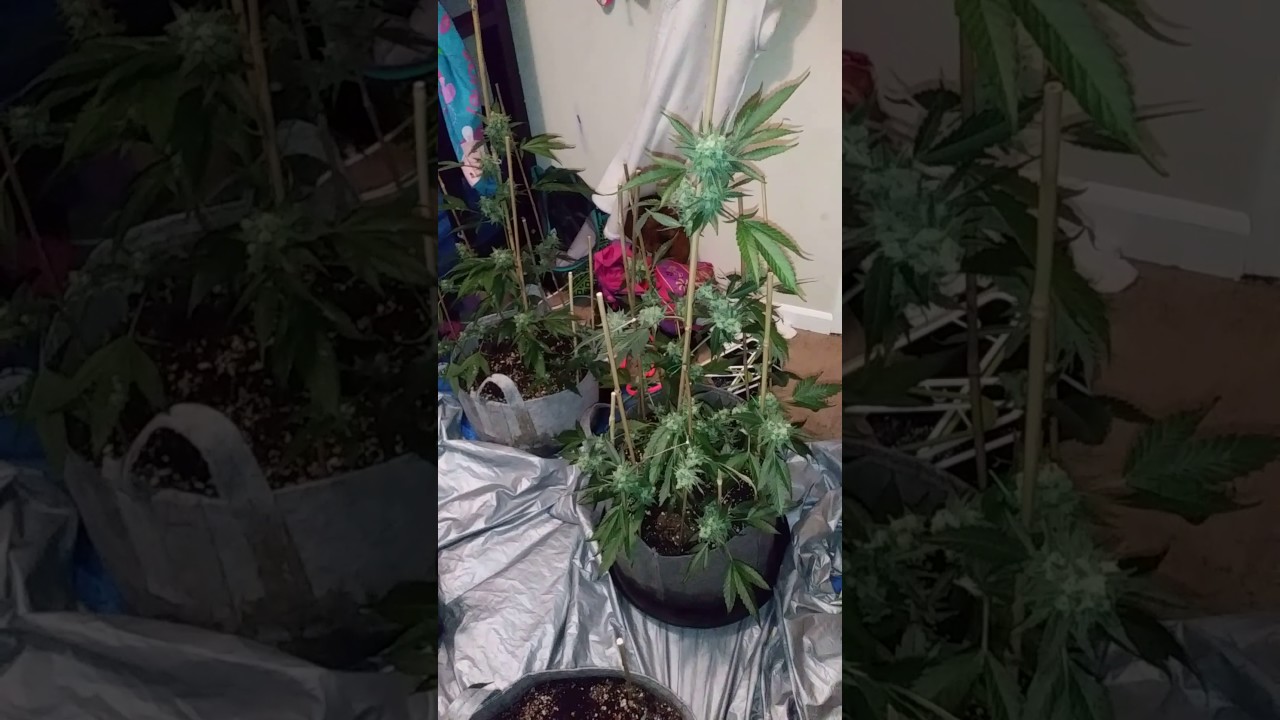 How not to grow weed. First grow J1 harvest