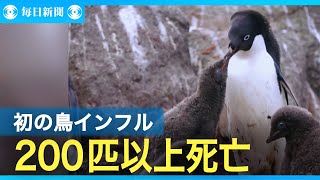 フォークランド諸島のペンギン200匹以上死亡　初の鳥インフルか