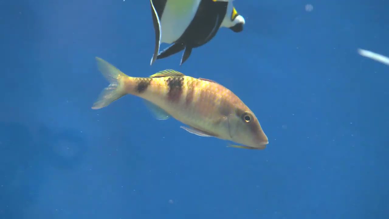 東京ズーネットBB Vol.209 オジサンという名の魚 - YouTube