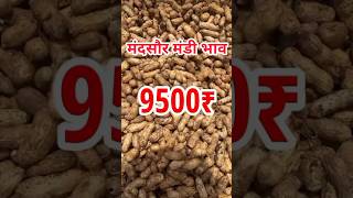 Mandsaur Mandi mungfali ka bhav