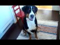 Lilo can't contain her excitement for food... - Greater Swiss Mountain Dog