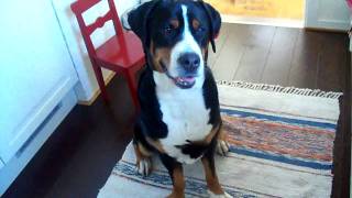 Lilo can't contain her excitement for food...  Greater Swiss Mountain Dog