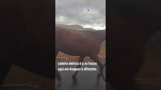 Andando De Cadeira De Rodas Puxada Por Um Cavalo