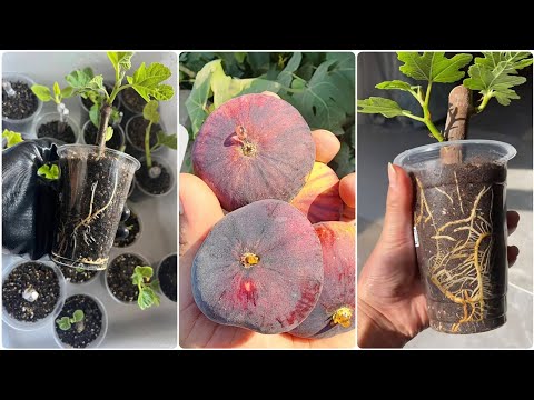 أسرار نجاح تجذير عقل التين 100 من القلم إلى الإثمار خطوة بخطوة