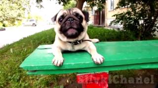 ПРИКОЛЬНЫЕ ВИДЕО | ТОП ПОДБОРКА | Funny videos | Выпуск #74 ПРИКОЛЬНЫЕ ВИДЕО | ТОП ПОДБОРКА | Funny videos | Выпуск #74