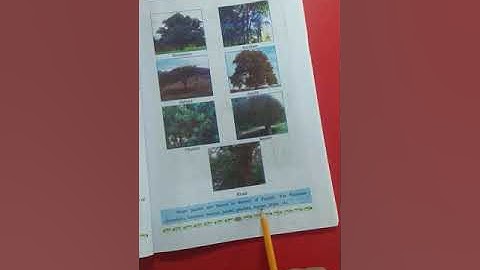 CLASS 4 PSEB EVS CH-9 TREES AND BENEFITS