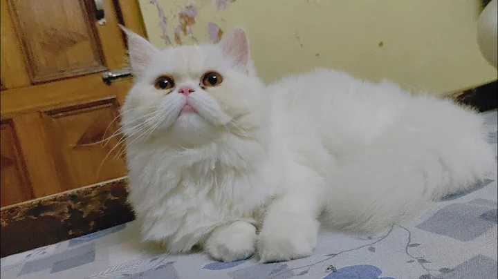 Watch the video about Subha ke time Cat luna ki kuch shararte 😸❤️😻 cute cat Luna 😍❤️ #persiancat #pregnancy #pregnant