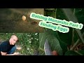 Raising Monarchs Part 1 - Finding Eggs (How To Find Monarch Butterfly Eggs)