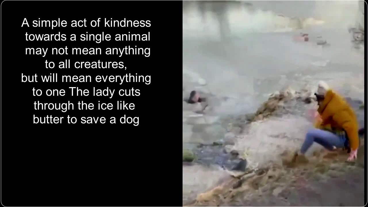 A simple act of kindness towards a single animal may not mean anything ...