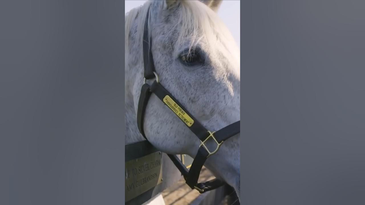 DID you know Silver Charm is the OLDEST living Kentucky Derby  winner❓#kyderby 