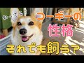 コーギー飼う前に知った方がいいコーギーの性格５つ！これを見ても飼いますか？