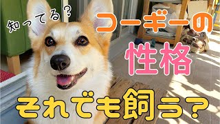 コーギー飼う前に知った方がいいコーギーの性格つこれを見ても飼いますか