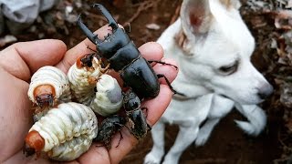 겨울산 사슴벌레채집 (Stag Beetle Collecting) 넓적사슴벌레 사슴풍뎅이 クワガタ
