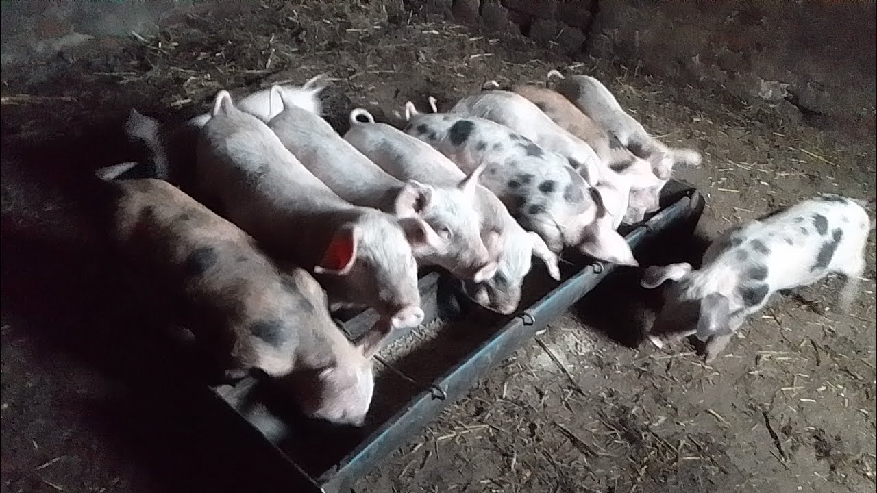 Celokupno hranjenje svinja na drugoj farmi!