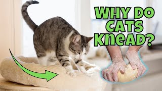 Why Does My Cat Knead (Make Biscuits)? *10 Possible Reasons*