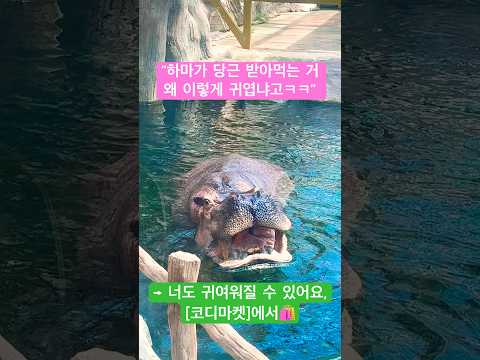 “하마처럼 당근도 스타일도 그냥 받아먹으면 됨ㅋ”→ 요즘 코디? 코디마켓ㄱㄱ🛒 #여성의류 #코디마켓 #특가 #데일리룩 #라이브방송 #쇼핑 #패션 #가성비 #fashion #여성