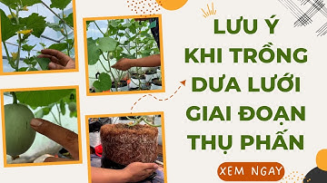 Những lưu ý khi trồng dưa lưới giai đoạn thụ phấn - FUNOFARM