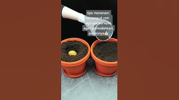 Thumbnail of Tips Menanam "KENTANG" Di Rumah?? Dengan [POT] Berlapis??