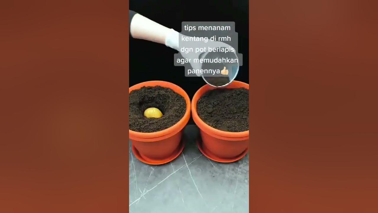 Tips Menanam "KENTANG" Di Rumah?? Dengan [POT] Berlapis??
