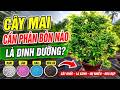 Chăm sóc mai vàng, nhóm nào mới là dinh dưỡng cho cây mai