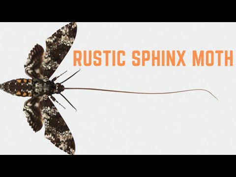 Rustic Sphinx Moth