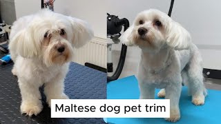 Maltese dog salon pet trim