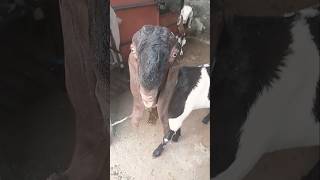 numnum numnum#comedy #trendingsong #viralvideo #viral #funny #goat #live