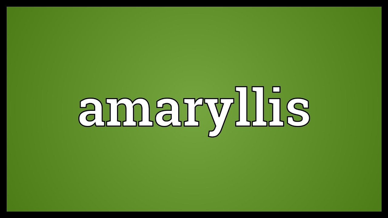 Amaryllis Meaning YouTube