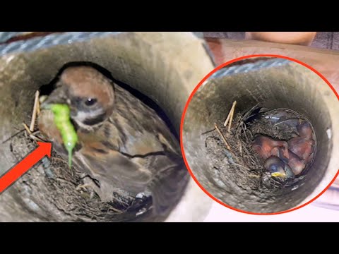 House - Sparrow