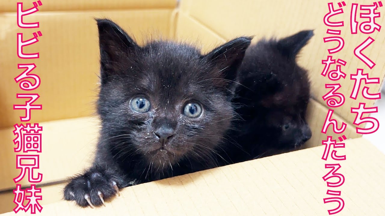 黒い保護子猫兄妹、初の珍獣にビビる My funny-beast and the rescued