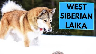 West Siberian Laika  TOP 10 Interesting Facts