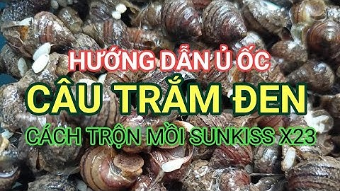 HƯỚNG DẪN Ủ ỐC CÂU TRẮM ĐEN VỚI THÍNH ĐẶC TRỊ SUNKISS X23