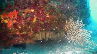 Plićina Konjskonatural Reef Primorje-Gorski Kotar - Croatia