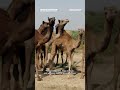 A Day in the Life of Indian Camel Herders | Herders: Guardians of the Earth | DocuBay Shorts