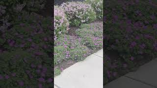 go touch grass bbg ! 😋🫶🏻 #vlog #kind #nature