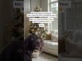 Christmas tree can’t be removed before the Old New Year🎄🙅🏼‍♀️ #slavicculture #russianculture
