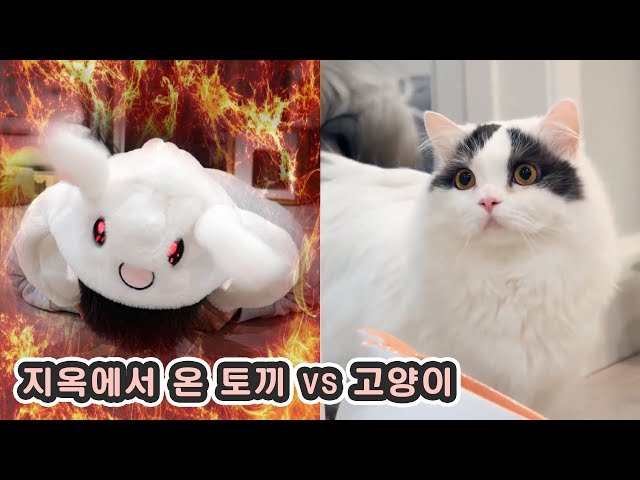 지옥에서 온 토끼 vs 고양이