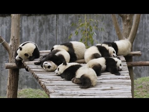 Video: Hoe Om Panda Op Te Dateer