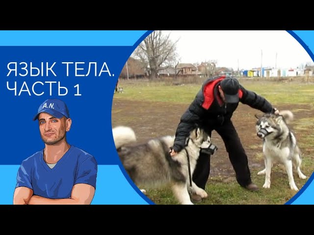 Что означают жесты собаки? Что означают жесты собаки?