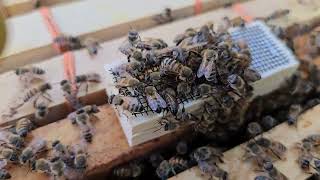 Shed Trap Out Swarm Queen Replacement. Swarm Sauce Ultimate Honey Bee Swarm Lure