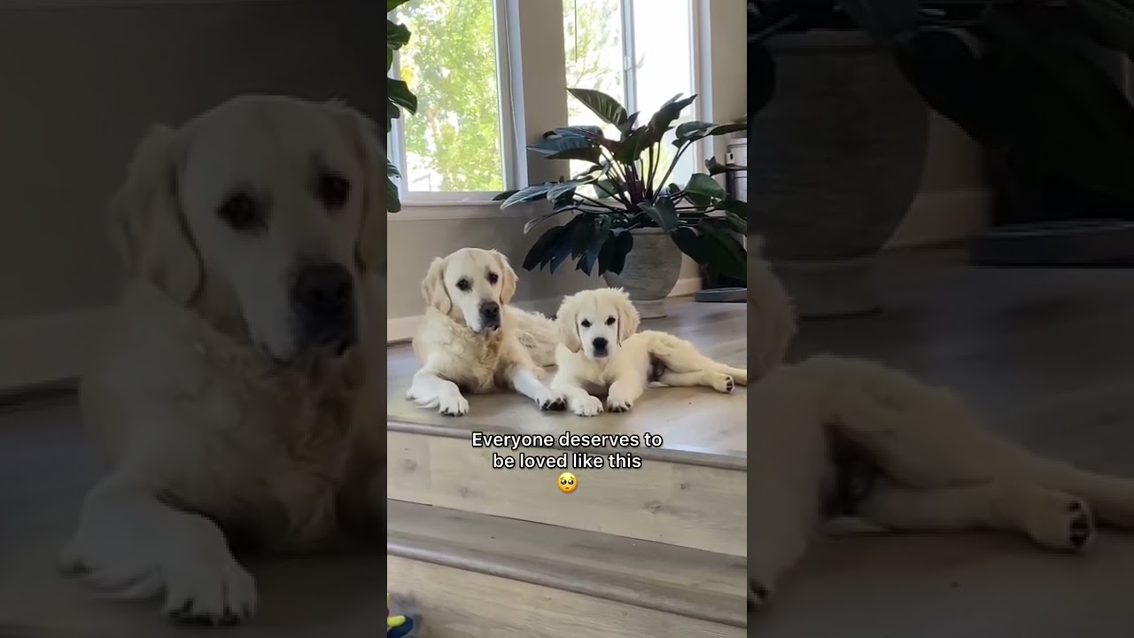 Puppy Grows Up Next to His Big Brother 