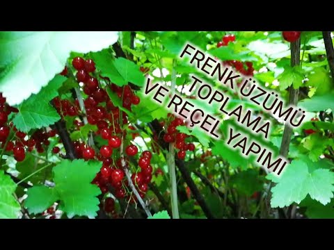 Frenk üzümü toplama
