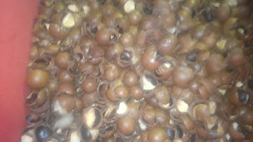 Macadamias Color Sorting Video--Angelon Nuts Color Sorter